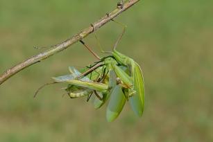 accoppiamento 5 .jpg
